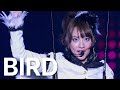AKB48 -  BIRD