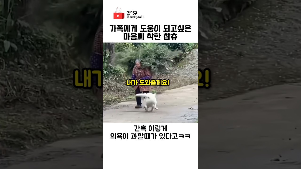 가족에게 도움이 되고싶은 마음씨 착한 찹츄