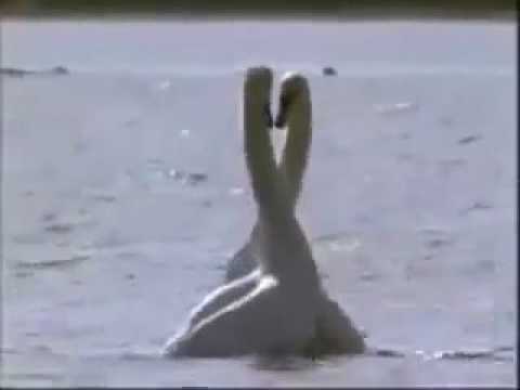 بحيرة البجع سمفونية جايكوفسكي Youtube