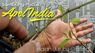 Sambung Pucuk Apel India /Putsa | Grafting Jujube