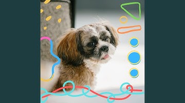 Astounding Backdrops for Dog Stress