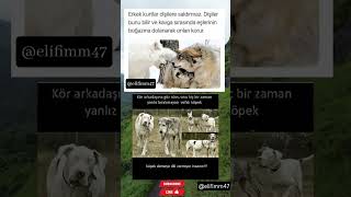 Yılın Fotoğrafı Yardım Sever Ve Sadık Hayvanlar