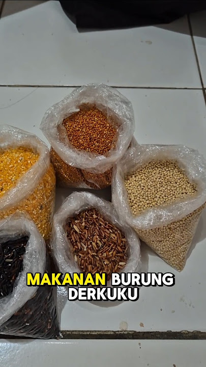 BAHAN-BAHAN PAKAN BURUNG DERKUKU #shortvideo #youtubeshorts #derkuku #sahirutomo #pakanburung