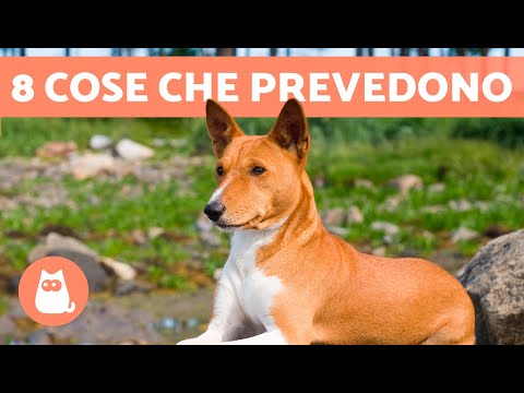Video: Perché alcuni cani sono protettivi quando i proprietari diventano intimi?