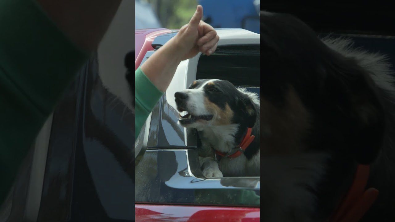 Shout out to the furry stars of our latest HiLux ad! ✨🐶