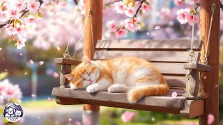 видео: Успокаивающая кошачья музыка 🐾 Мгновенное расслабление для снятия стресса и глубокого сна 🌌 картинка: Успокаивающая кошачья музыка 🐾 Мгновенное расслабление для снятия стресса и глубокого сна 🌌