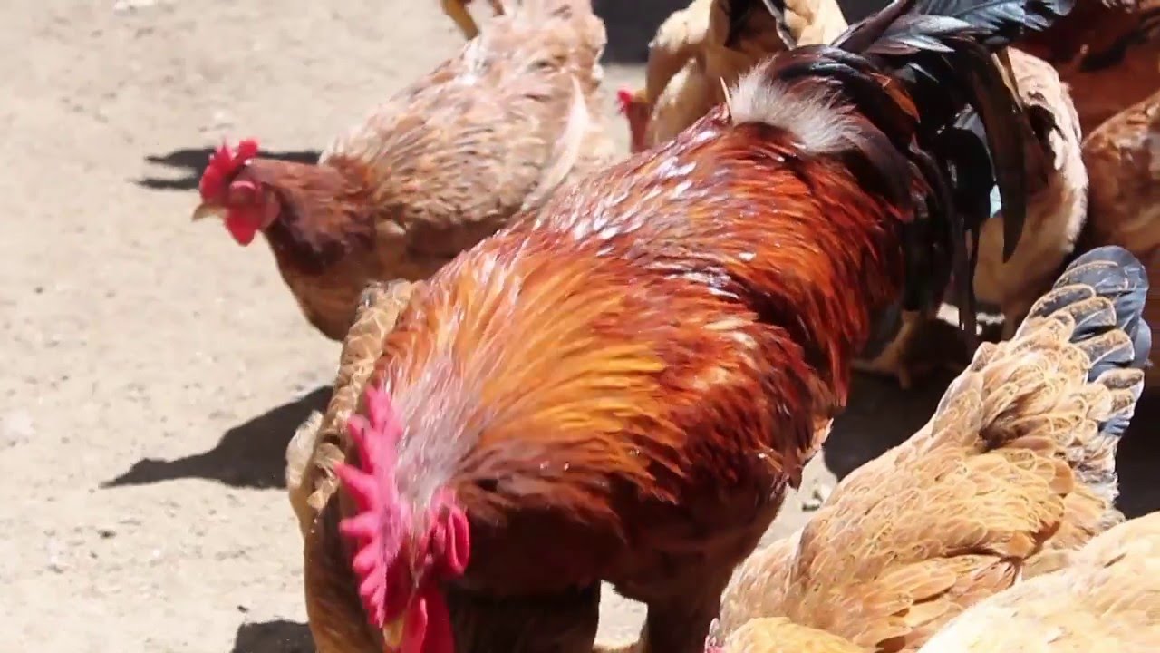 AYAM MERAWANG BABEL 