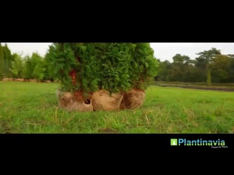 Video: Vesi Havupuu