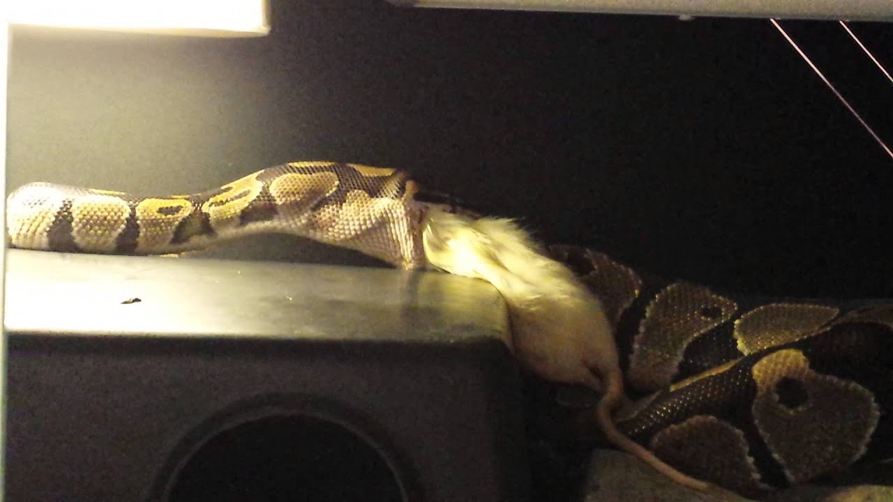 video phone beyonce mp3 Ball python feeding.