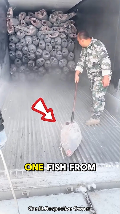 Hours of Work Done in Seconds! 🐟