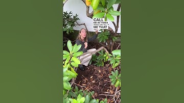 How To Prune Overgrown Or Unhealthy Rhododendrons Way Back