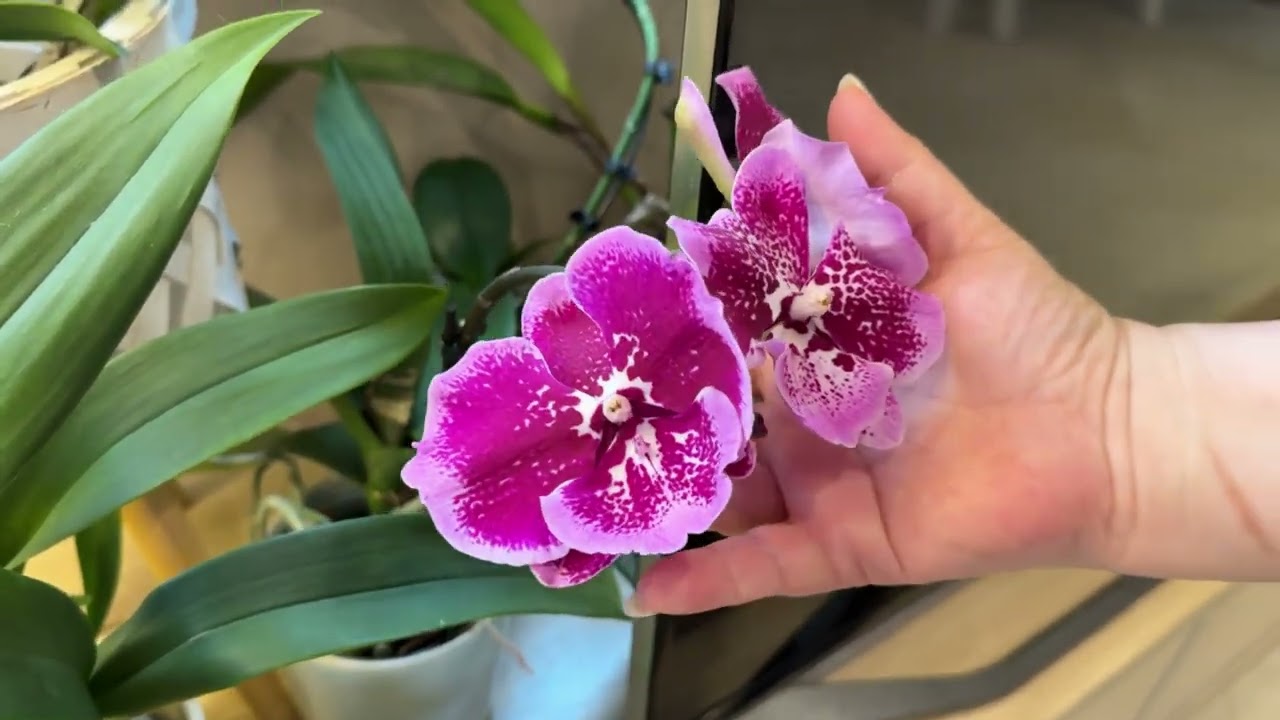 ORKİDELİ EV GEZMESİ ŞERİFE ABLAMIN ORKİDELERİ PART2 🤗