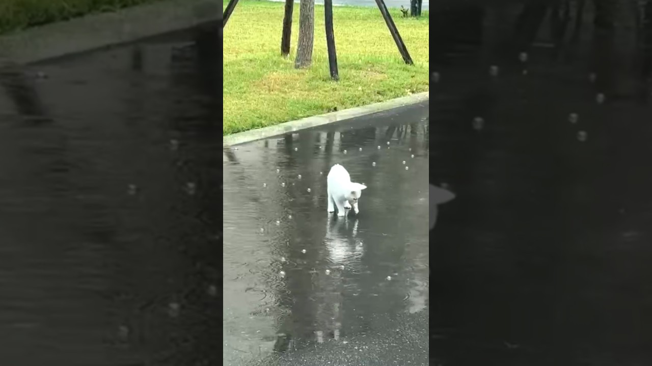 White Kitten Plays in the Rain While Chasing Puddle Bubbles
