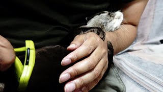 Brushing Aty's body [Otter life Day 293]【カワウソアティとにゃん先輩】