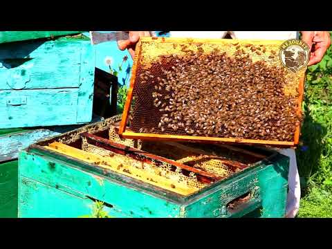 Видео: Как посадить плодную матку чтобы приняли Приехала плодная матка сажаем к пчелам