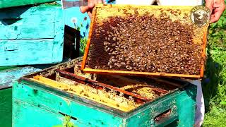 Как посадить плодную матку чтобы приняли Приехала плодная матка сажаем к пчелам