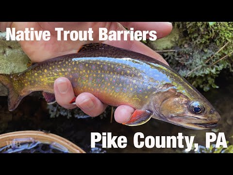 Native Trout Barriers, Pike County, PA - Wooly Bugged