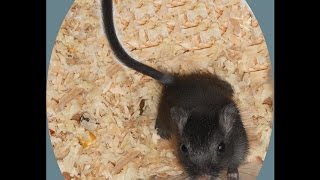 Cute Pet Video Our Little Burrowing Boy