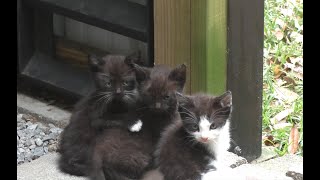 What its like to have farm kittens by CHAD-RYAN 728 views 1 month ago 13 minutes, 47 seconds