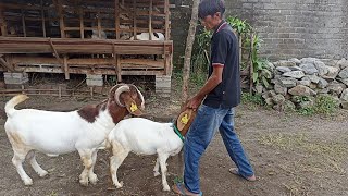 Traditional boer goat crosses with young goat in village farm | Goat Farming in village