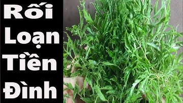 Tuyệt chiêu điều trị rối loạn tiền đình ngay tại nhà hiệu quả cao mà không cần dùng thuốc tây