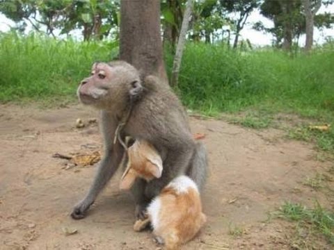 Monyet dan kucing-Persahabatan yang sejati.... 