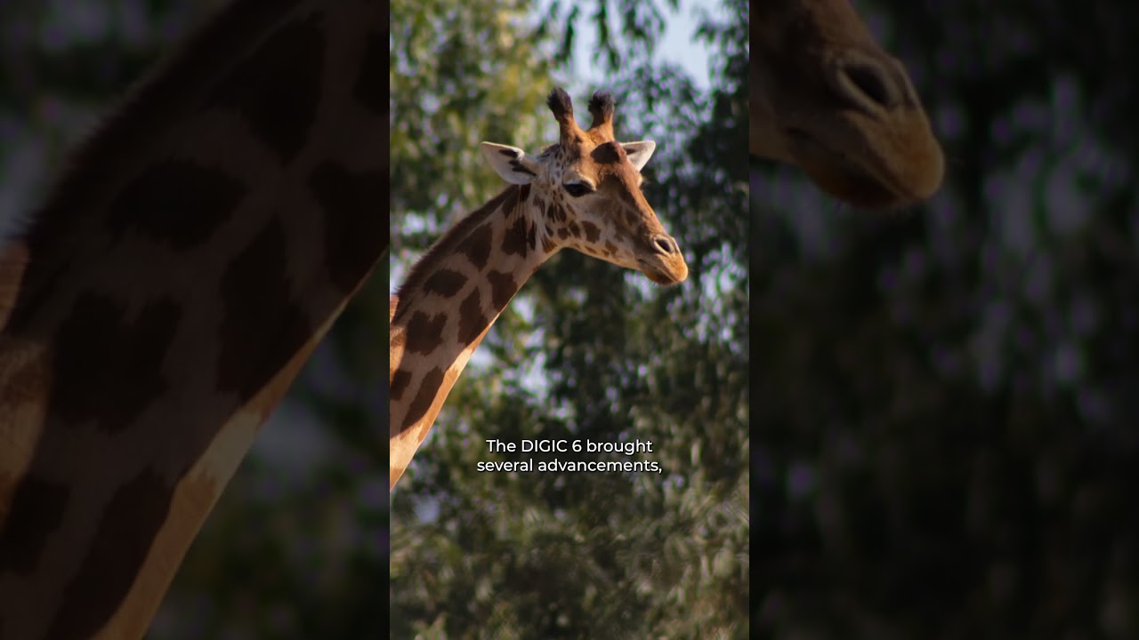 What Processors Do They Have? Canon 7DmkII vs Canon 6D