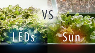 Kratky Hydroponics Under LEDs vs. Windowsill Deep Water Culture Under Sunlight