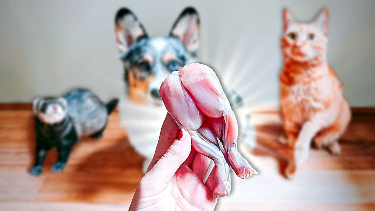 I Buy WEIRD Raw Food For My Pets YouTube i-buy-weird-raw-food-for-my-pets-youtube