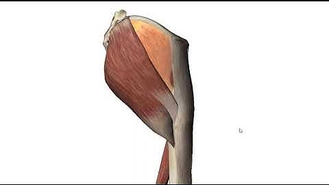 Giải phẫu hệ cơ: Cơ vùng mông