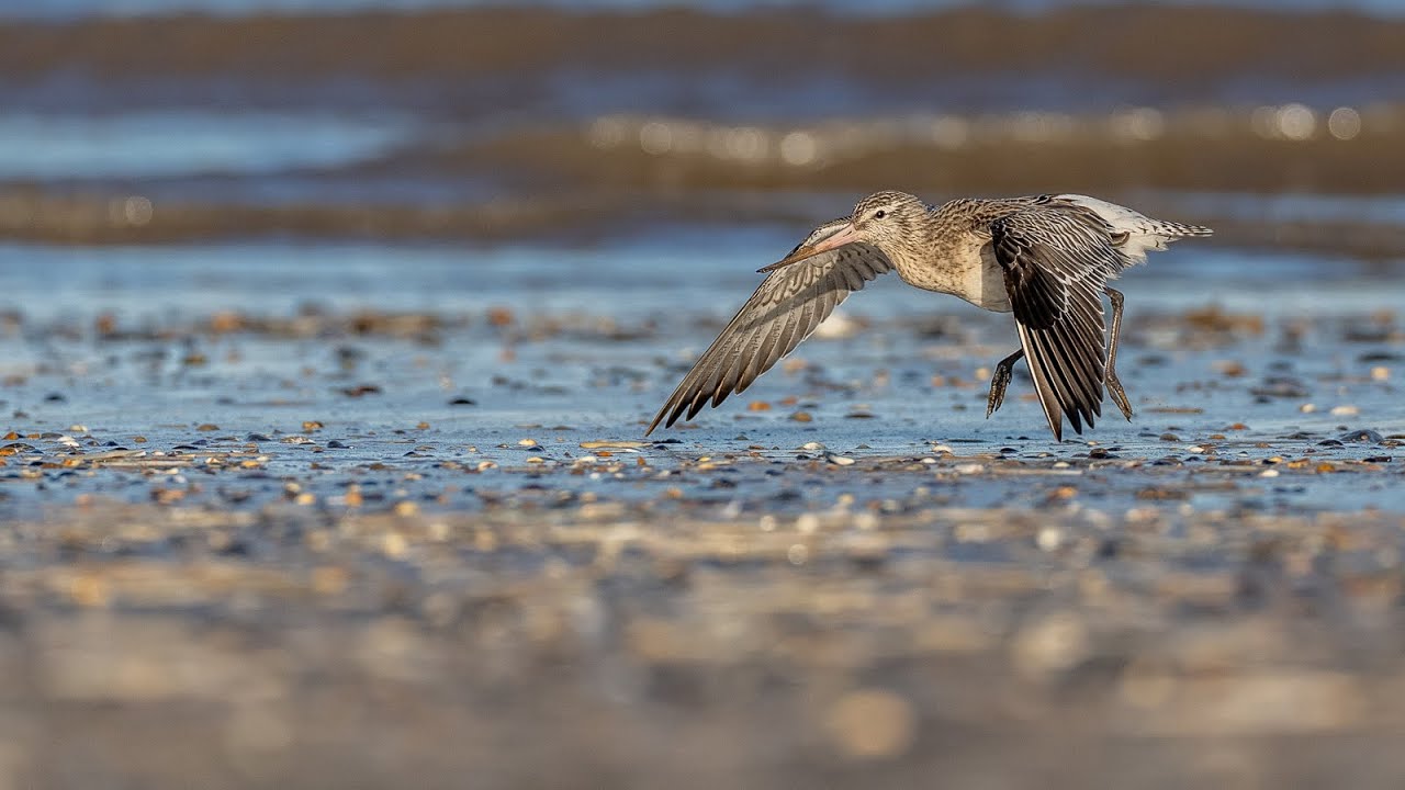 Titchwell Marsh with Steve Hedges on "Camilla & I"
