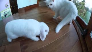 Cute Bunny Playing with Cat