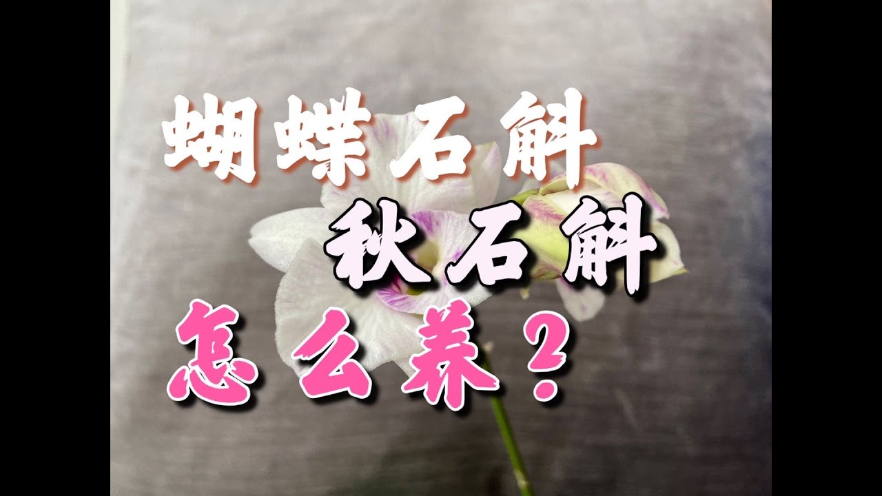 【20253】秋石斛/蝴蝶石斛，怎么养护？Dendrobium Phalaenopsis Fitzgerald  // 静姐说花435