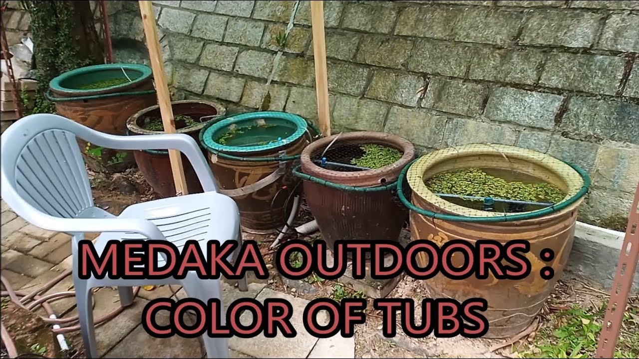 medaka rice fish outdoors - color of tubs