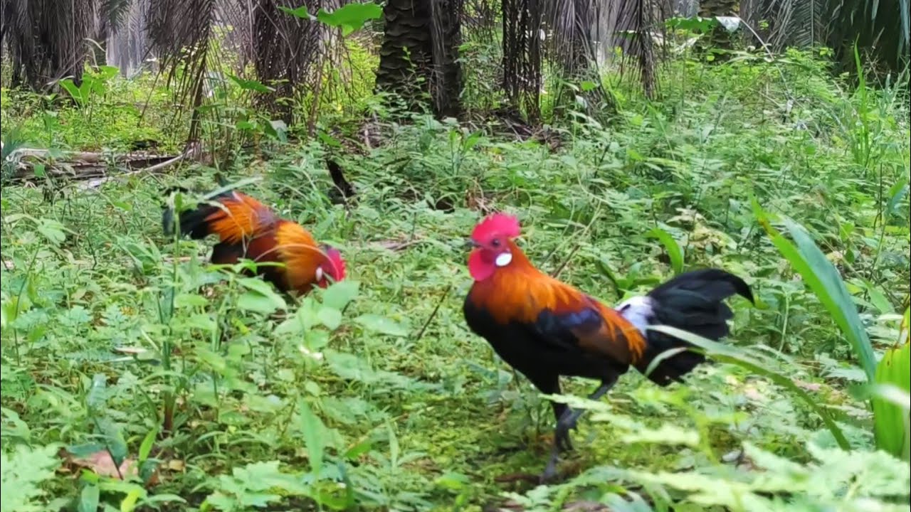 Tapau perdana ayam hutan jumbo jengger besar