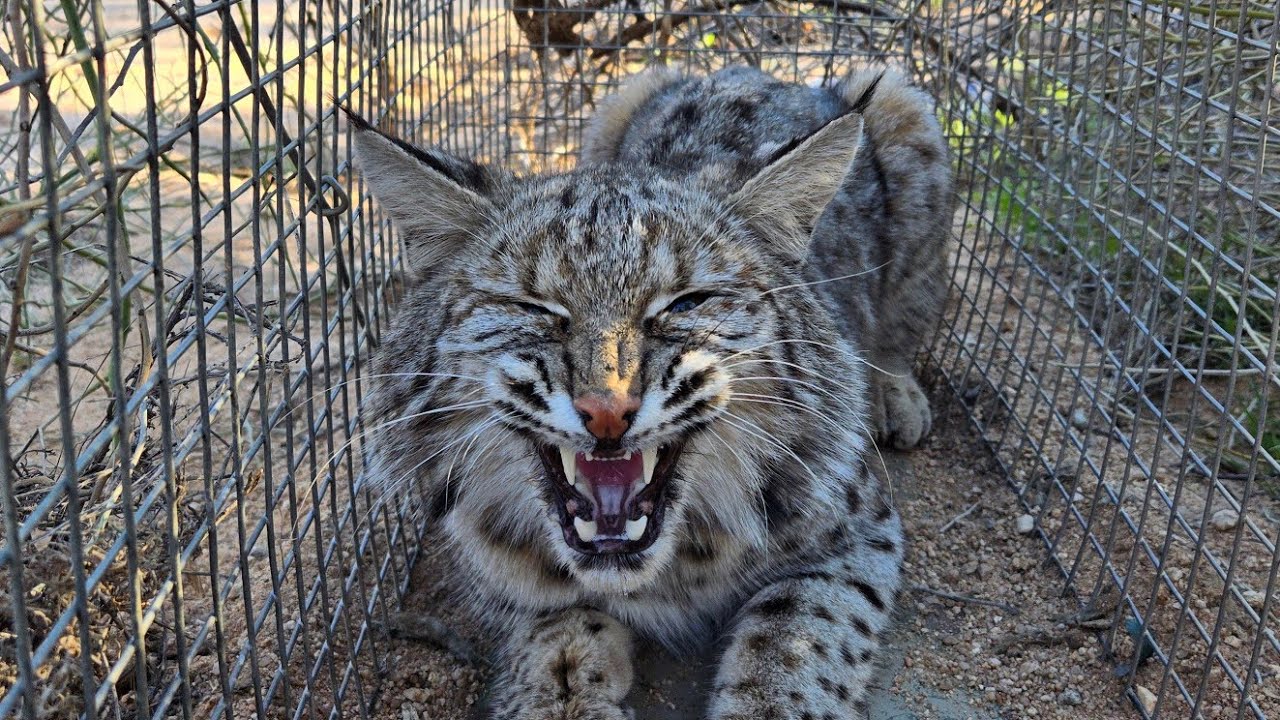Cage trapping Bobcats in Arizona weeks 2 &3! YouTube