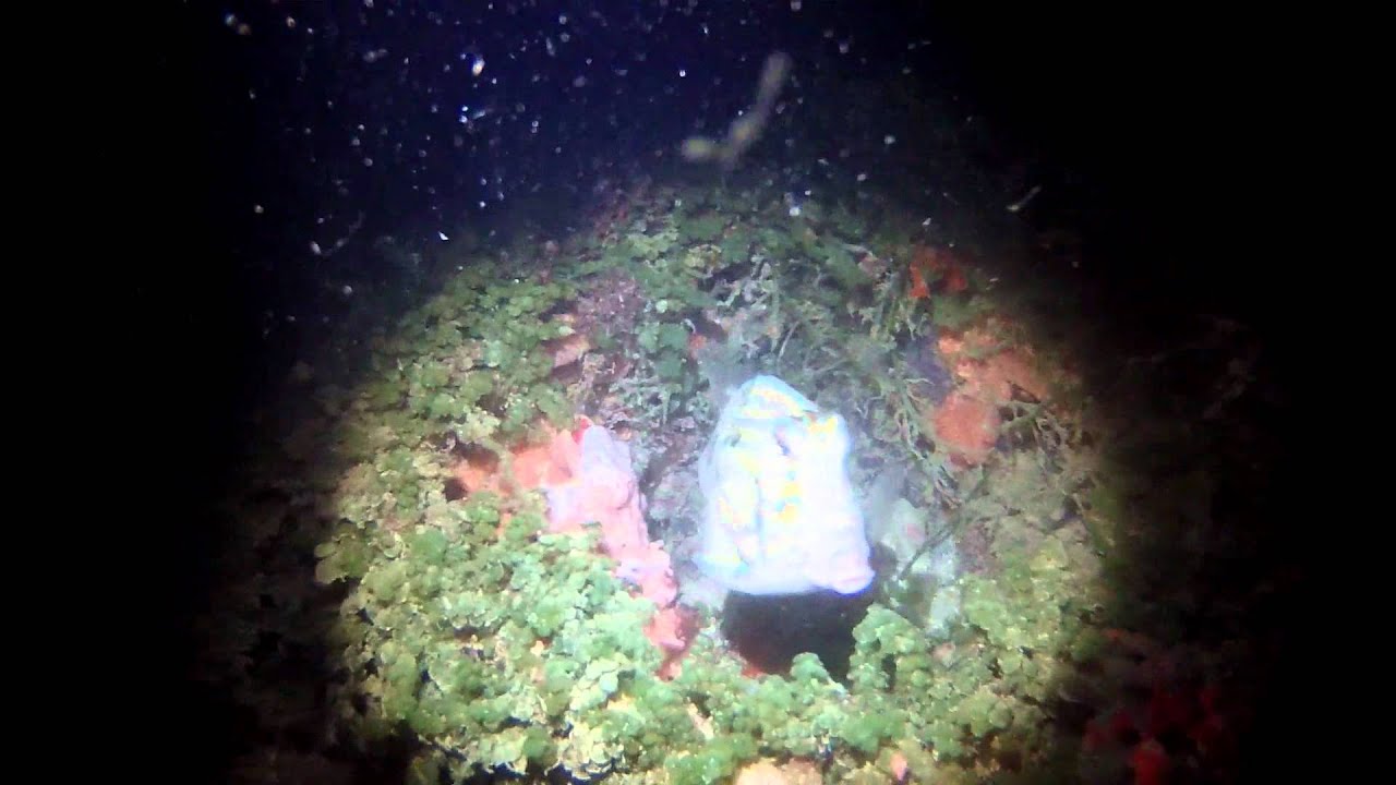 The Cow fish that got angry