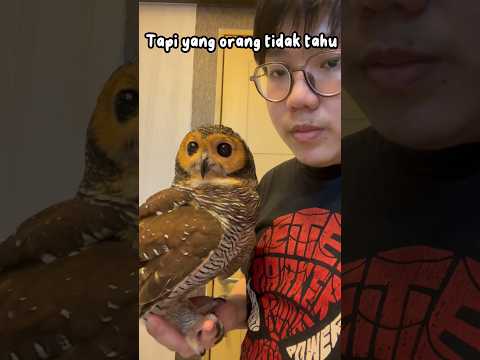 Video: Kamera apa yang bekerja dengan burung hantu malam?