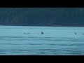 Seattle | Vancouver | Whale Watching | Island Adventures | Sony A7IV | 4K | HDR