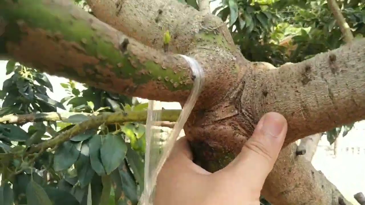 CARA MEMBUAT ALPUKAT KAKI GANDA AGAR BATANG BESAR@TUNAS BARU