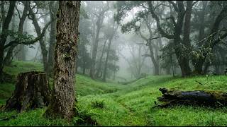 Heavy Rain Beneath the Woodland Canopy 🌧️ Calm Nature White Noise