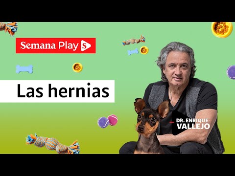 Las hernias más comunes en perros | Enrique Vallejo