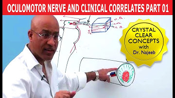 Oculomotor Nerve and Clinical Correlates Part 1