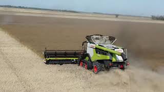 Claas Combines Cutting Canola 2021 09