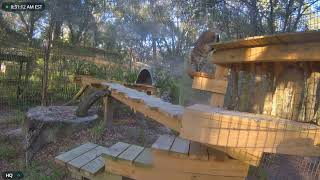 Miss Summer finds a new way up to her lookout platform. Summer bobcat at Big Cat Rescue. by DailyBigCat 357 views 3 months ago 1 minute, 28 seconds