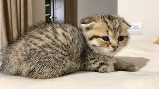 Perfect: cute kittens sleeping and purring. by Fluffy tails 928 views 2 weeks ago 2 minutes, 8 seconds