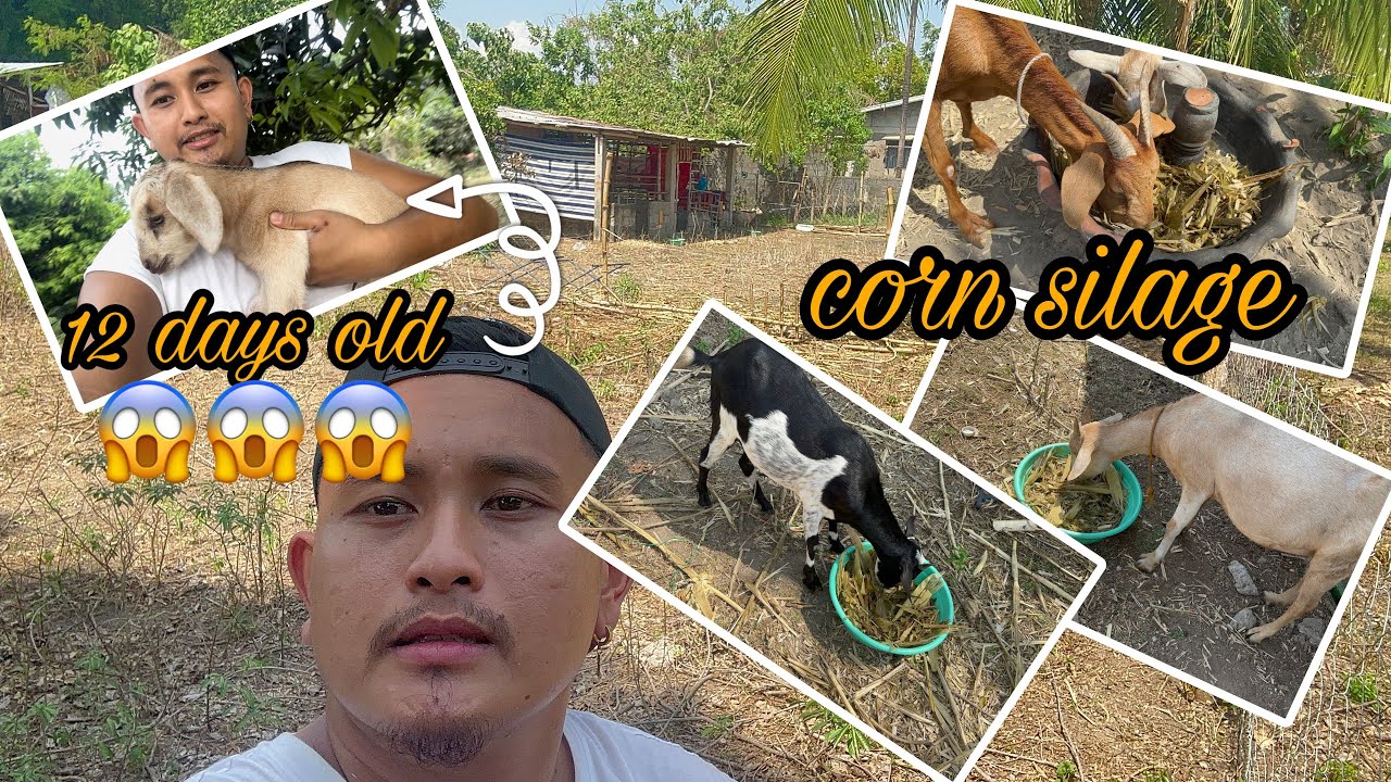 Goat Series #6 || Corn Silage para sa kambing || update sa kambingan