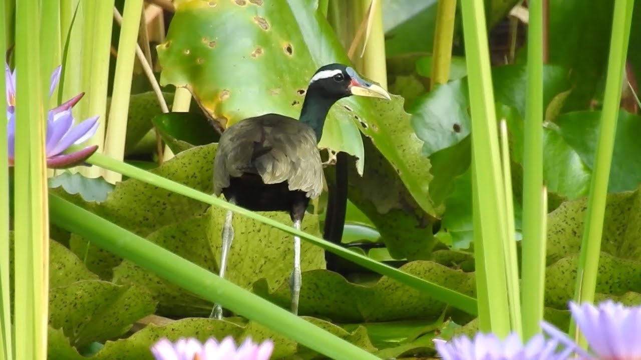Bronze-winged Jacana