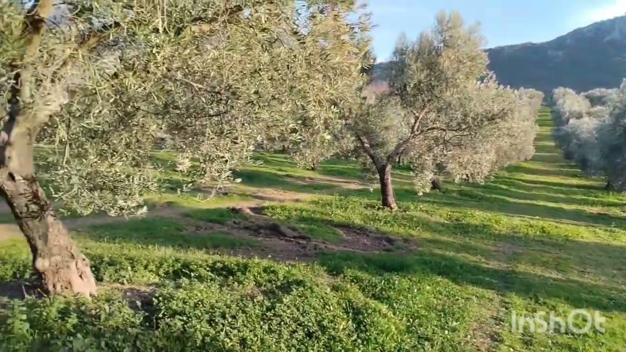 Olivar muerto sin vida.Olivar ecologuico con vida 2024