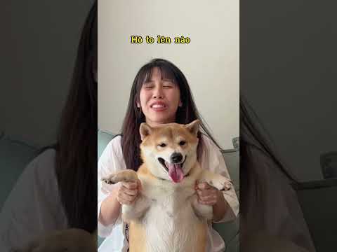 Video: Con chó đáng yêu của tuần - Balto